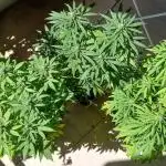 Balcony - Indoor Summer 25