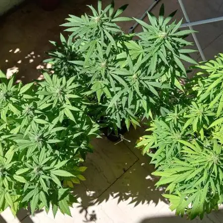 Balcony - Indoor Summer 25