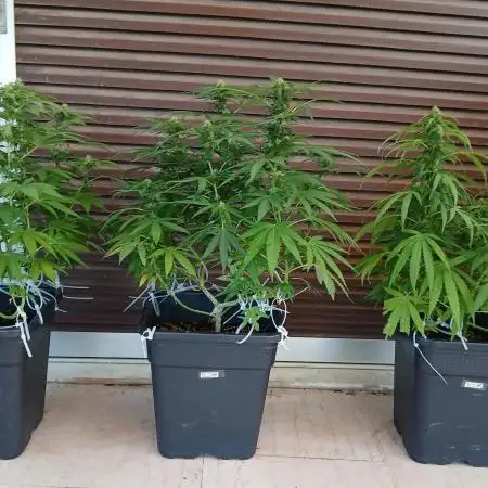 Balcony - Indoor Summer 25