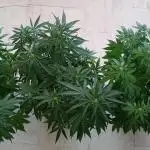 Balcony - Indoor Summer 25