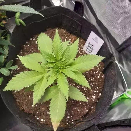 Variety indoor/outdoor