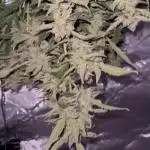 RUNTZ XL Auto DWC
