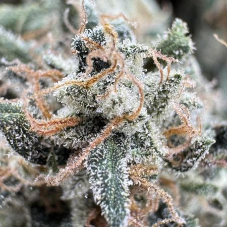 RUNTZ XL Auto DWC
