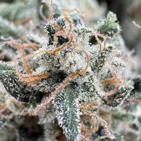 RUNTZ XL Auto DWC