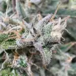 CREAM MANDARIN AUTO DWC !!!