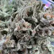 CREAM MANDARIN AUTO DWC !!!