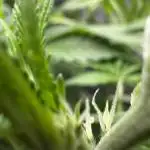 CREAM MANDARIN AUTO DWC !!!