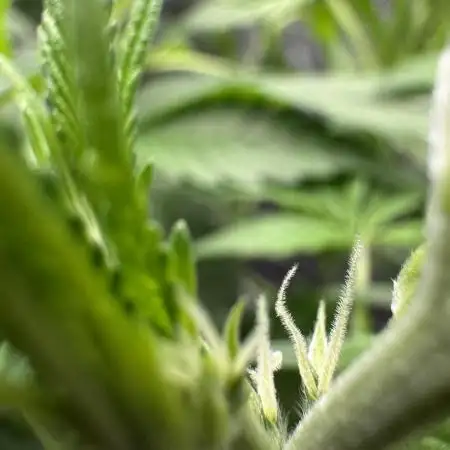 CREAM MANDARIN AUTO DWC !!!