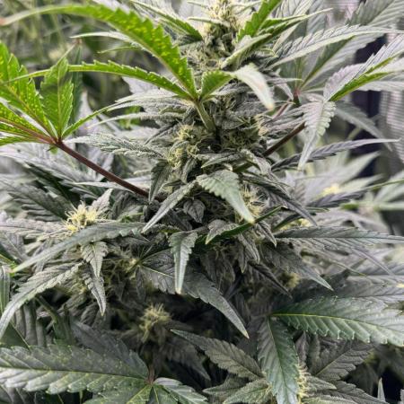 CREAM MANDARIN AUTO DWC !!!