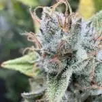 CREAM MANDARIN AUTO DWC !!!