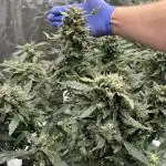RUNTZ XL Auto DWC