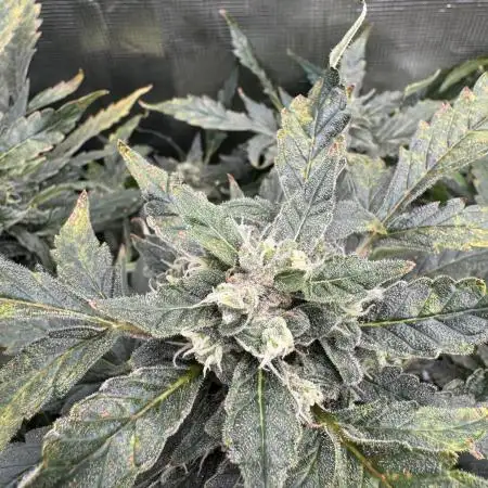 RUNTZ XL Auto DWC