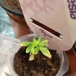 Runtz auto