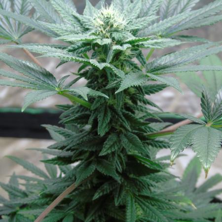 Strawberry cola sherbet F1 FV