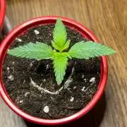 starwberry gorilla rf3 auto