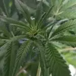 First Grow- G13