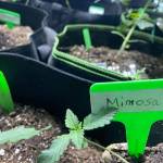 Barney Farms POUND PER PLANT