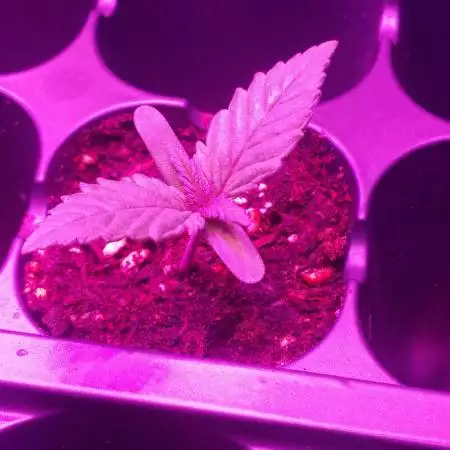 Auto red poison