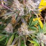 Purple Punch