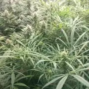 Sativas in Southern Europe, 100% organic