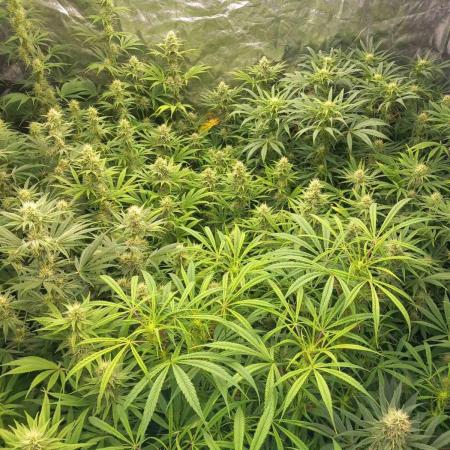 Sativas in Southern Europe, 100% organic