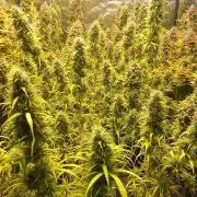 Sativas in Southern Europe, 100% organic