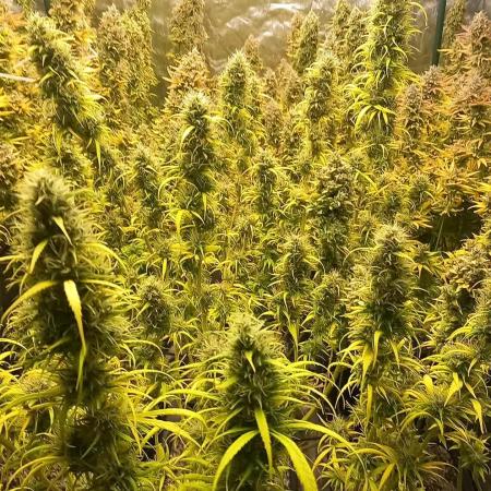 Sativas in Southern Europe, 100% organic