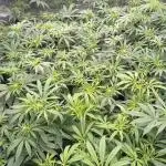 Sativas in Southern Europe, 100% organic