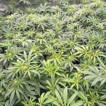 Sativas in Southern Europe, 100% organic