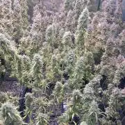 Sativas in Southern Europe, 100% organic