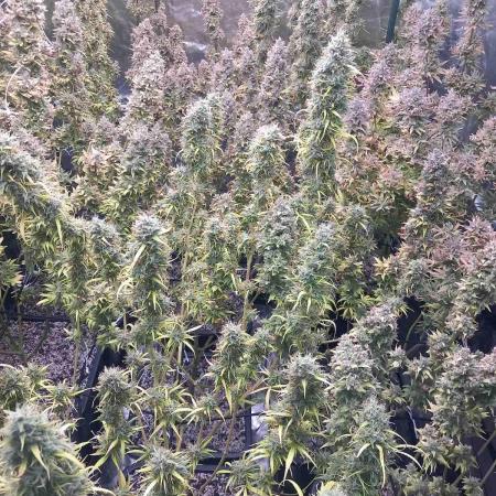 Sativas in Southern Europe, 100% organic