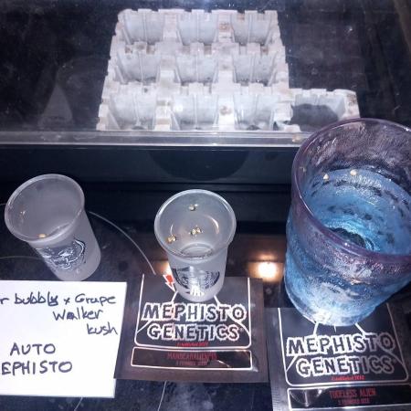 Autos in soil, 100% organic