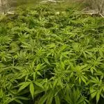 Sativas in Southern Europe, 100% organic