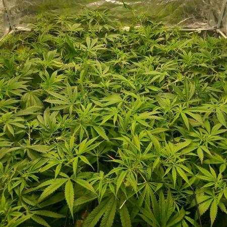 Sativas in Southern Europe, 100% organic