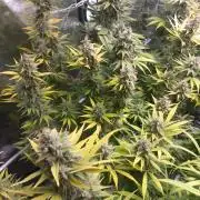 Sativas in Southern Europe, 100% organic