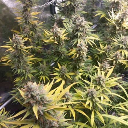 Sativas in Southern Europe, 100% organic