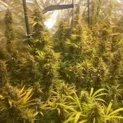 Sativas in Southern Europe, 100% organic