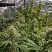 Sativas in Southern Europe, 100% organic