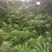 Sativas in Southern Europe, 100% organic