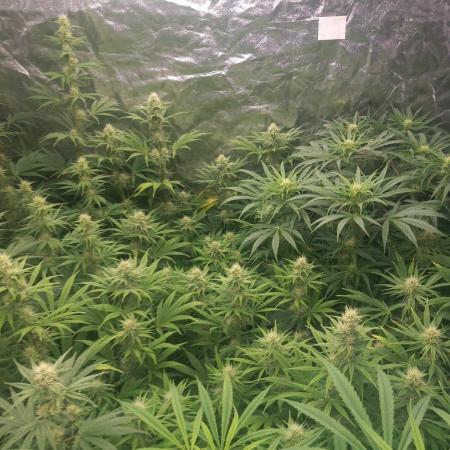 Sativas in Southern Europe, 100% organic