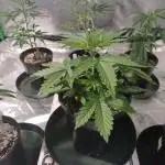 Spliff Cheese Please!