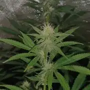 Spliff Cheese Please!