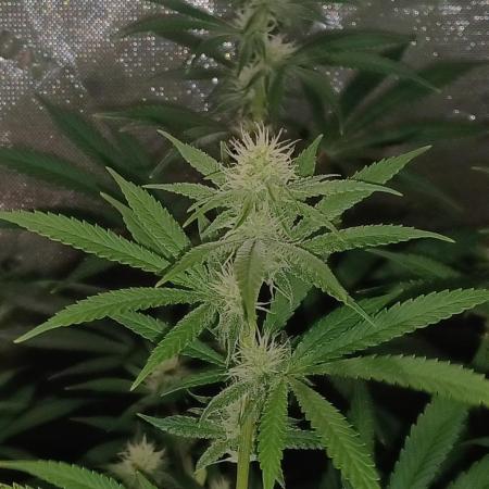 Spliff Cheese Please!