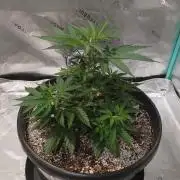 Spliff Cheese Please!