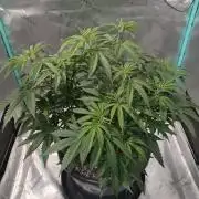 Spliff Cheese Please!