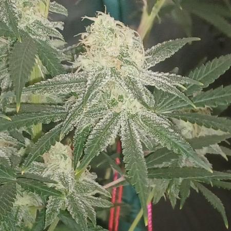 Spliff Cheese Please!