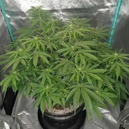 Mega Power Plant in Operation!
