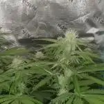 Mega Power Plant in Operation!