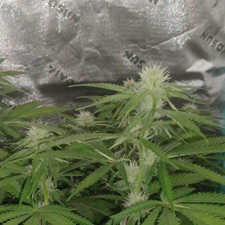 Mega Power Plant in Operation!