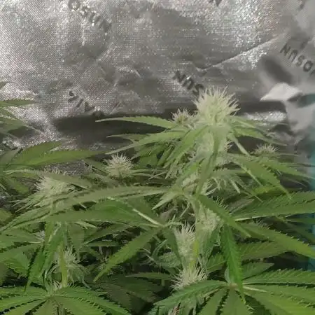 Mega Power Plant in Operation!